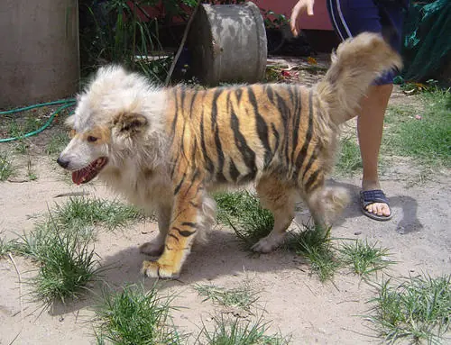 animales salvajes