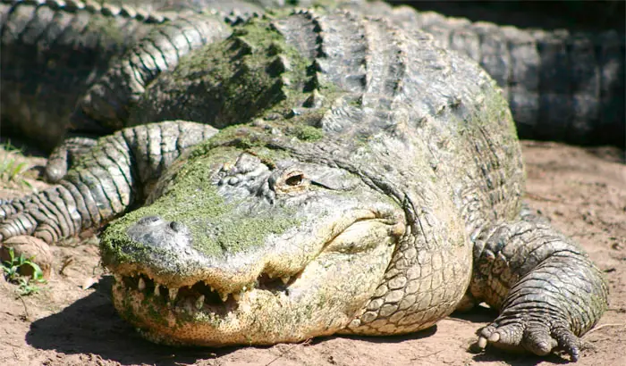reino animal