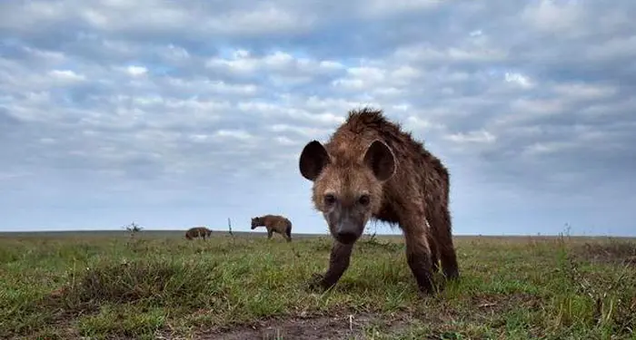 reino animal