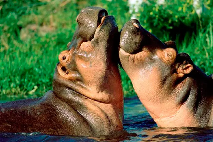 Animales con las mordidas más poderosas. imperdible