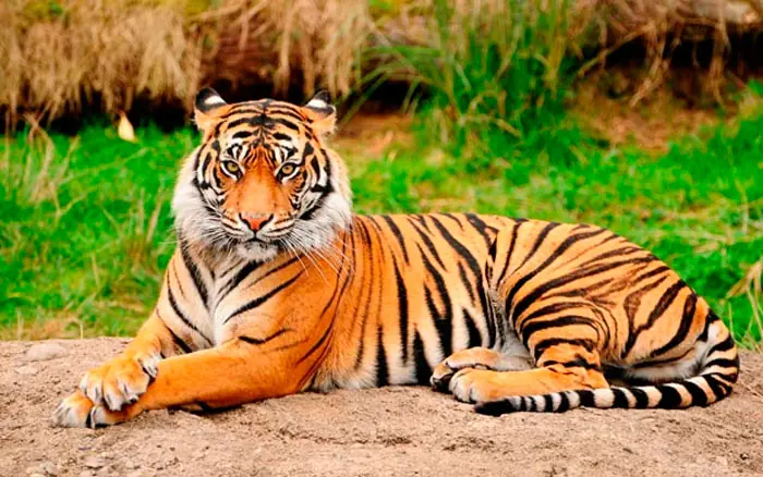 Animales