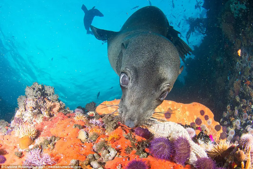 foca