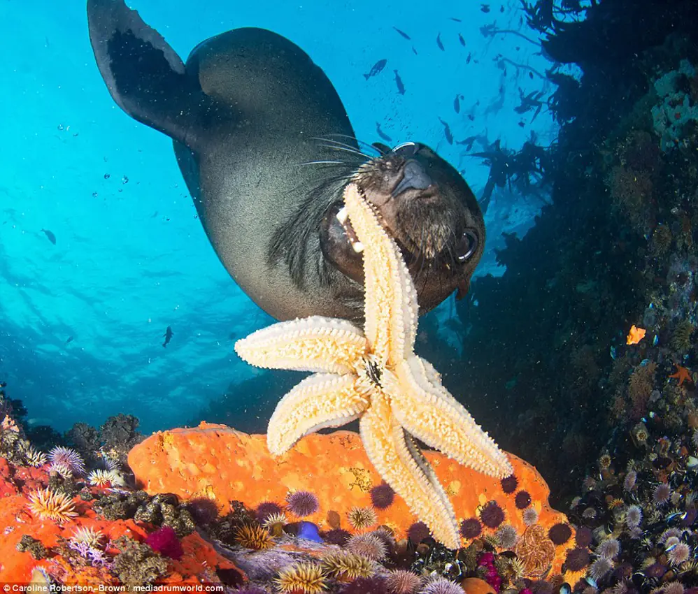 Esta foca es tan divertida como un canino