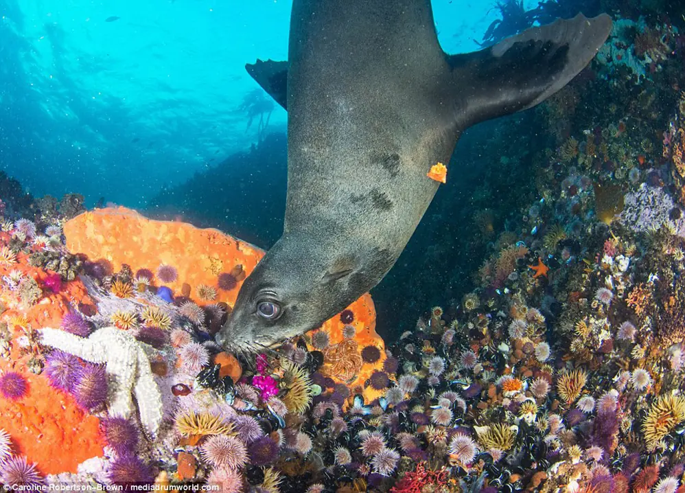 foca