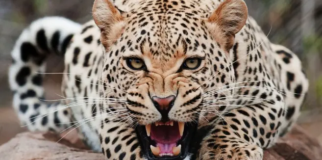 Animales