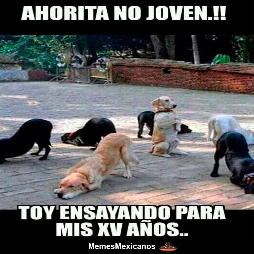 humor taringa