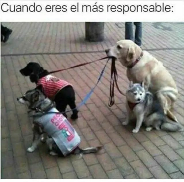 humor megapost