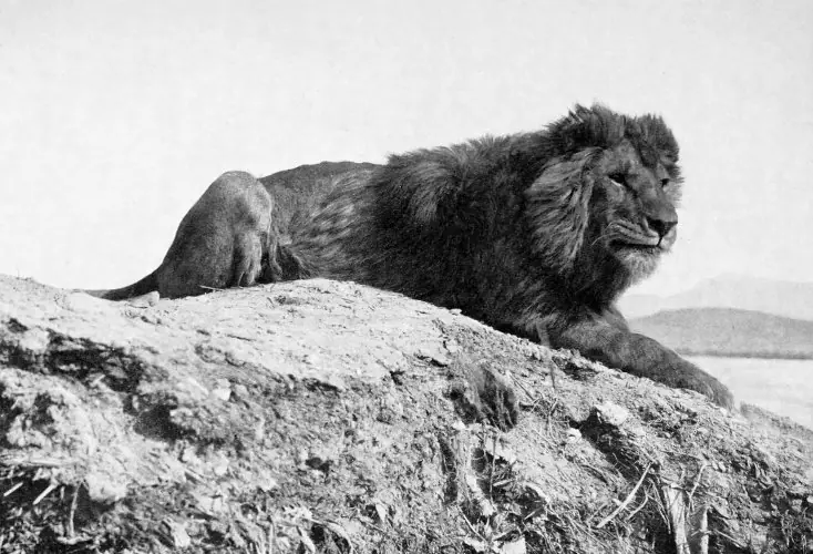 Los Leones asesinos más famosos de la Historia. imperdible