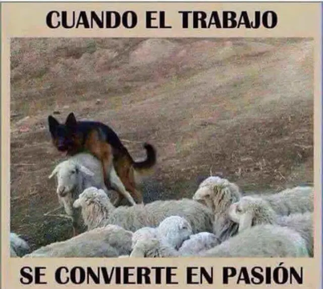 humor de sabado
