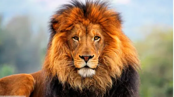 Animales con las mordidas más poderosas. imperdible