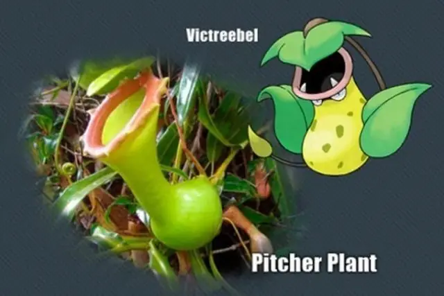 Animales que parecen pokemones de verdad o.O