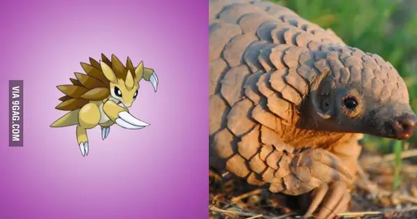 pokemon