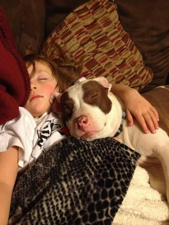Pitbulls
