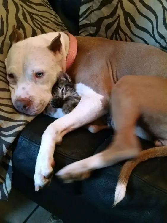 20 Razones Que Desmienten Que Los Pitbulls Son Violentos