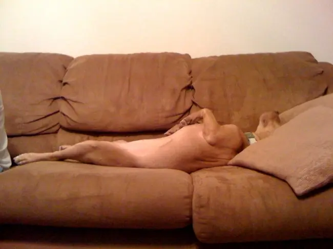 20 Razones Que Desmienten Que Los Pitbulls Son Violentos