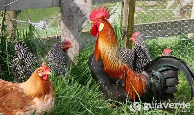 desabastecimiento desabastecimiento