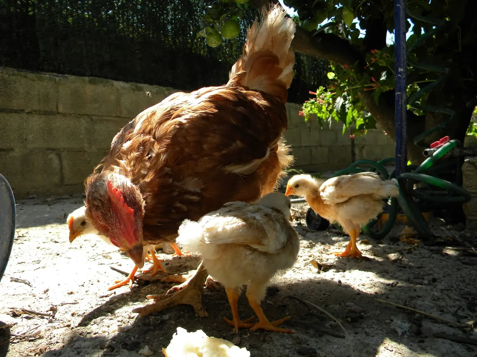 no hay comida no hay comida
