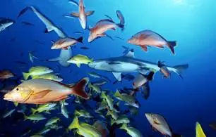 pescaditoo para todos!