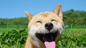 doge meme