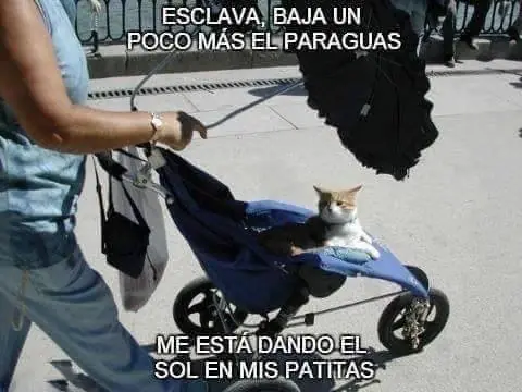 memes