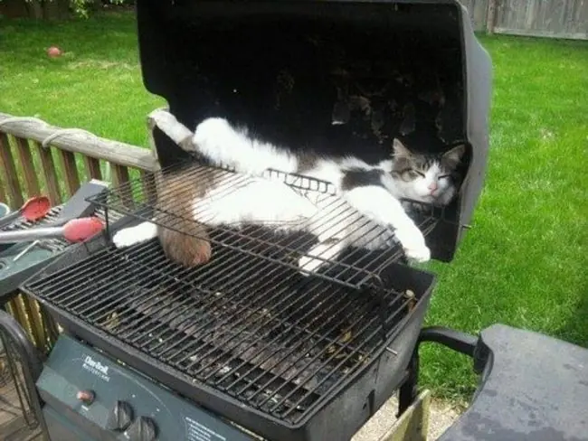 gatos graciosos