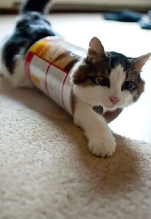 gato encerrado