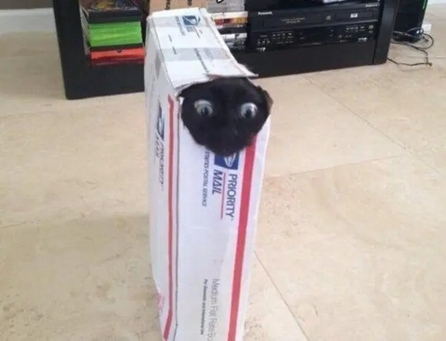 gato encerrado