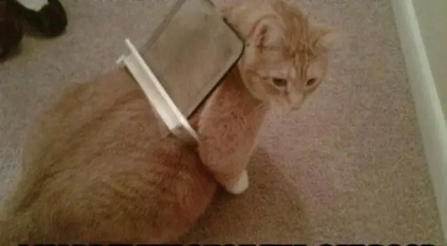 gatos