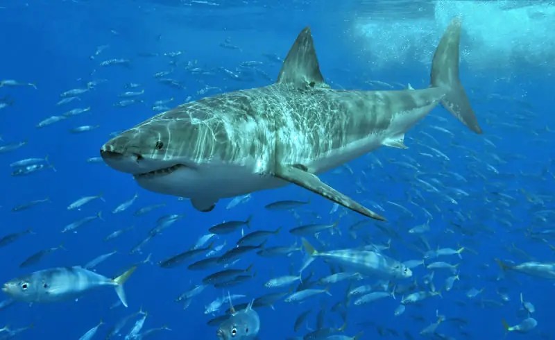 Objetos raros encontrados en las entrañas de tiburones