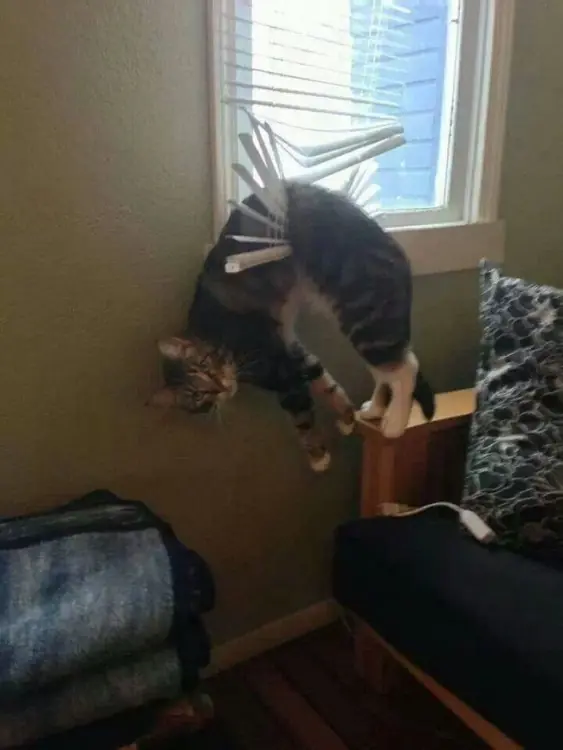 Humor: Gatos que se atascan en los lugares más impensables