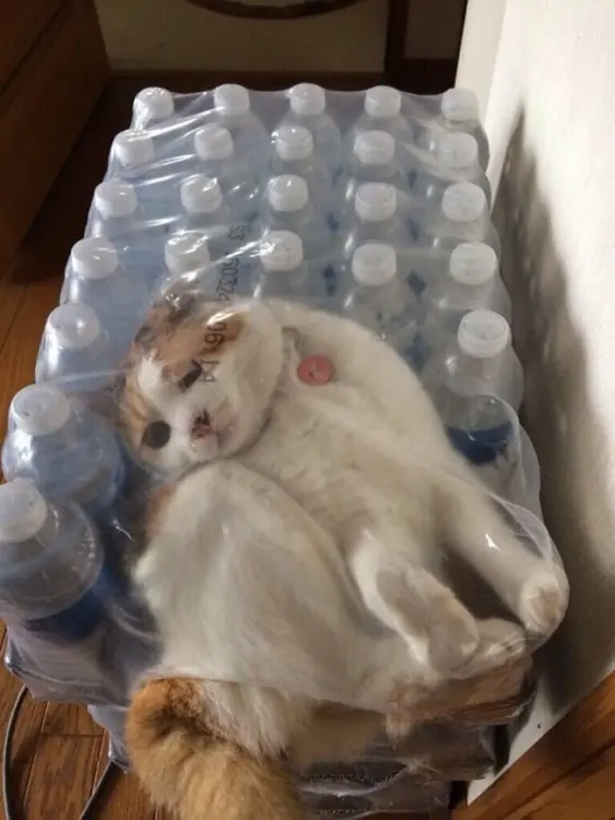 domingo
