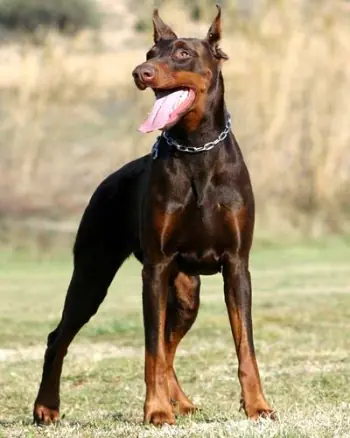 las 10 mejores raza de perros guardianes