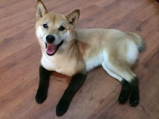 Animales que tienen marcas corporales muy originales