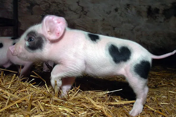 Animales que tienen marcas corporales muy originales
