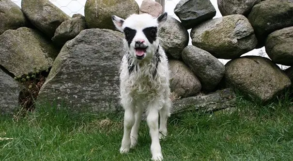 Animales que tienen marcas corporales muy originales