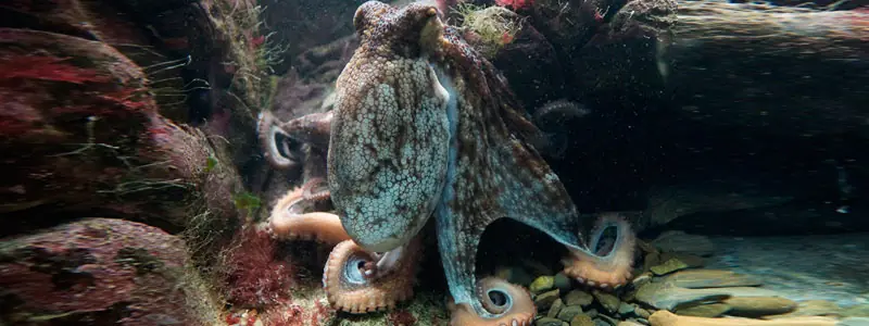 Saliva de pulpo contra el alzhéimer