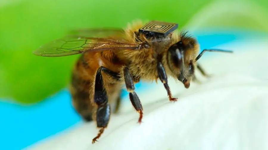 Abejas equipadas con microchips para estudiar desaparición