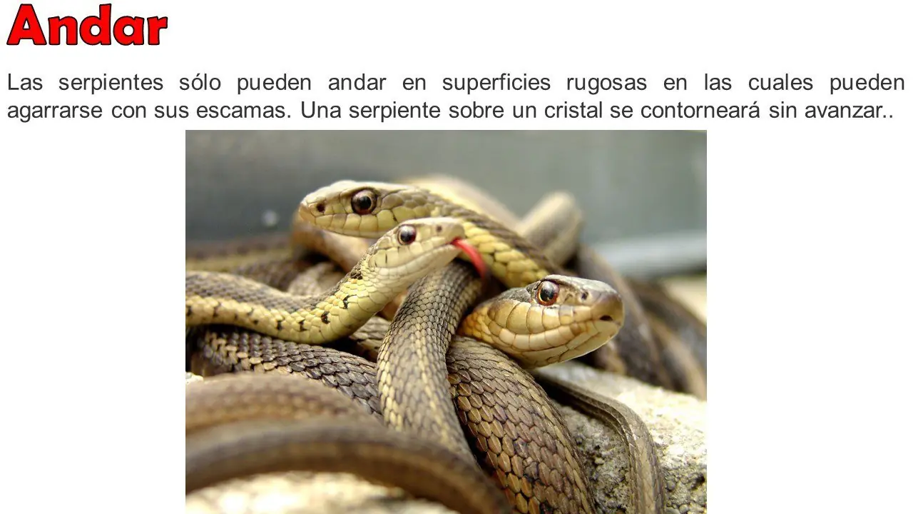 educacion