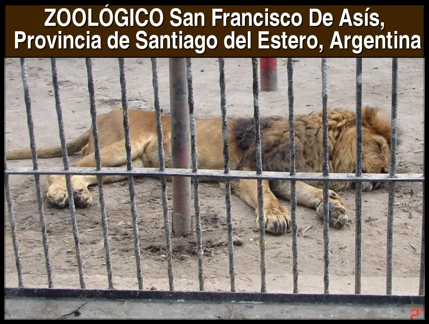 no deben haber zoologicos