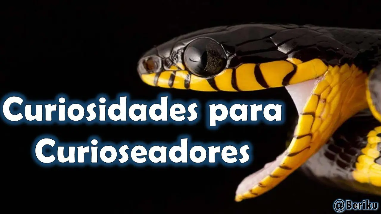 Cosas que no sabes de las Serpientes, o te regreso tus Bits