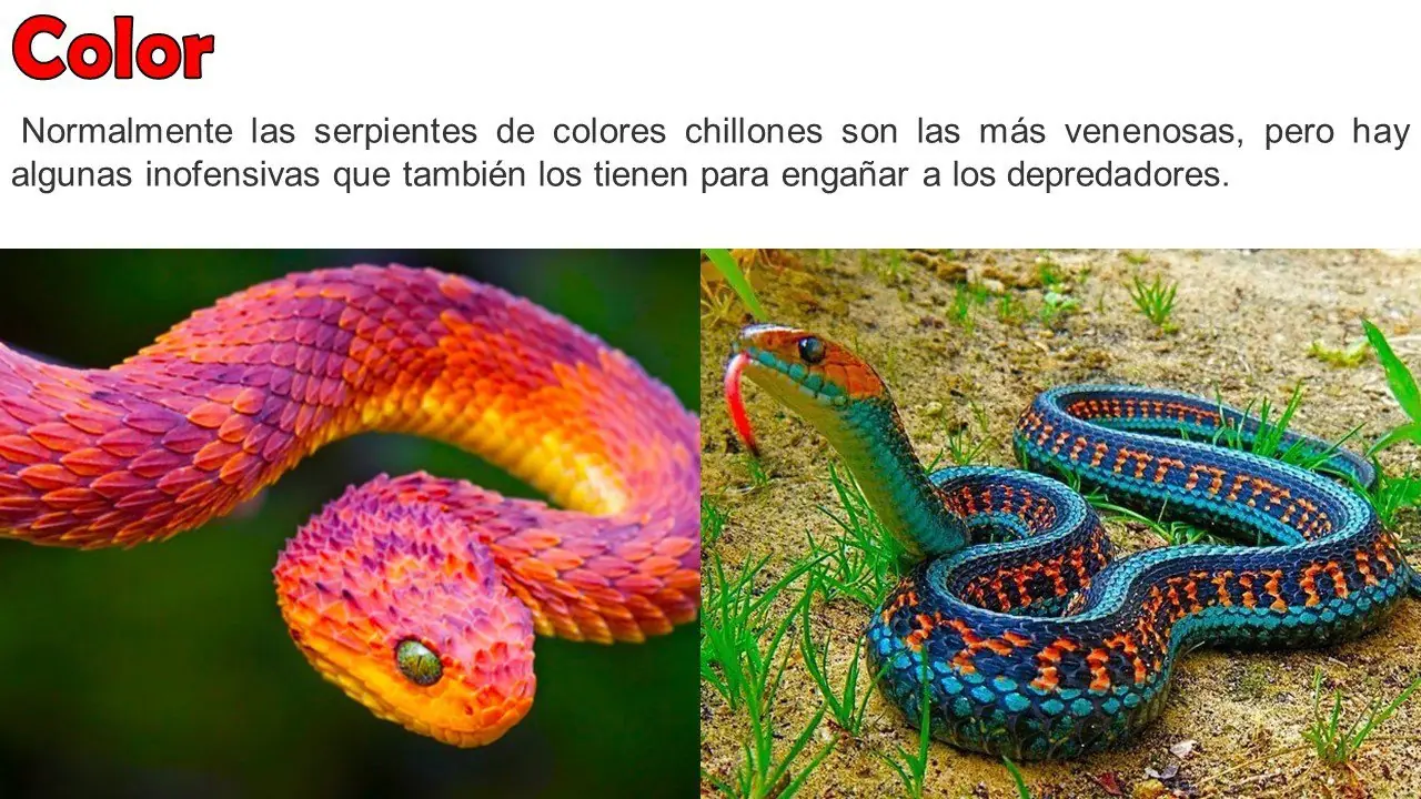 serpientes