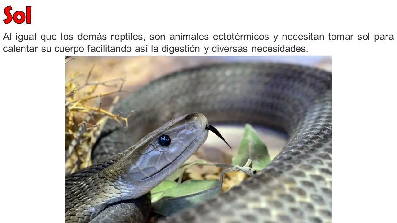 curioseadores