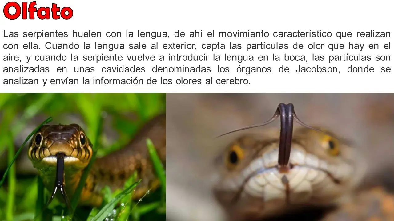 curioseadores