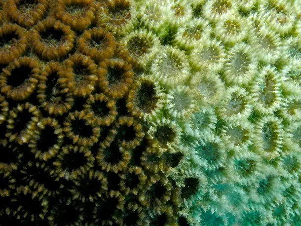 Gran barrera de coral