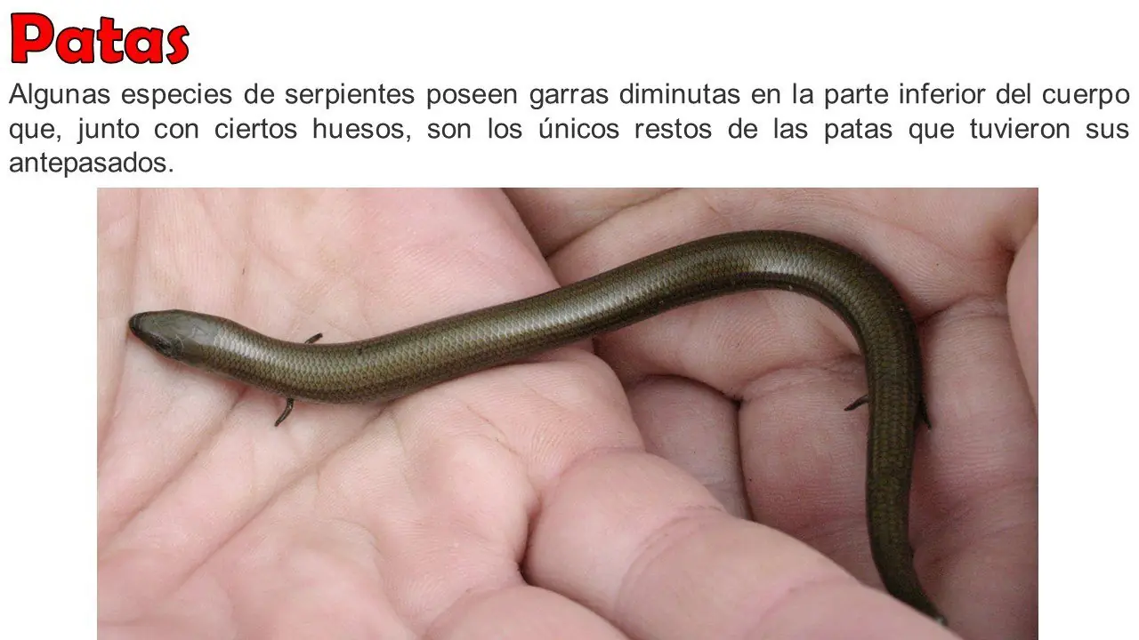 ciencia
