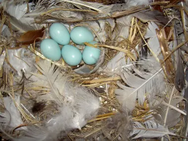 El secreto de las plumas