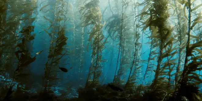 bosques bajo agua