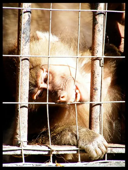 Decile no a los Zoologicos (entra y te cuento lince)