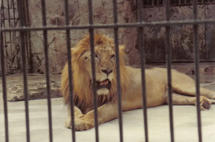 no deben haber zoologicos