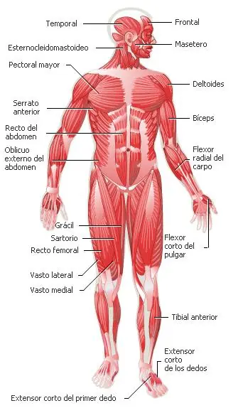 musculos
